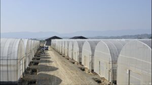 Simply Plastic Film Greenhouse